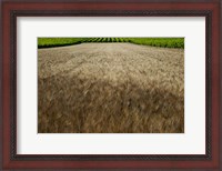 Framed Wheat field surrounded by vineyards, Cucuron, Vaucluse, Provence-Alpes-Cote d'Azur, France