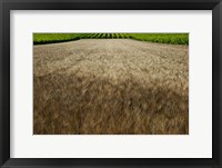 Framed Wheat field surrounded by vineyards, Cucuron, Vaucluse, Provence-Alpes-Cote d'Azur, France