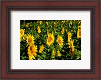 Framed Sunflowers (Helianthus annuus) in a field, Vaugines, Vaucluse, Provence-Alpes-Cote d'Azur, France