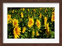Framed Sunflowers (Helianthus annuus) in a field, Vaugines, Vaucluse, Provence-Alpes-Cote d'Azur, France