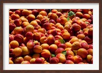 Framed Nectarines for sale at weekly market, St.-Remy-de-Provence, Bouches-Du-Rhone, Provence-Alpes-Cote d'Azur, France