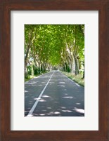 Framed Allee of trees, St.-Remy-De-Provence, Bouches-Du-Rhone, Provence-Alpes-Cote d'Azur, France