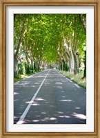 Framed Allee of trees, St.-Remy-De-Provence, Bouches-Du-Rhone, Provence-Alpes-Cote d'Azur, France