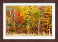 Framed Colorful Trees in the Forest during Autumn, Muskoka, Ontario, Canada