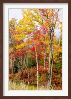 Framed Autumn Trees, Muskoka, Ontario, Canada