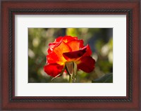 Framed Close-up of an orange rose, Los Angeles, California, USA