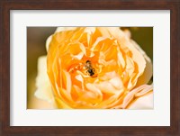 Framed Bee pollinating a yellow rose, Beverly Hills, Los Angeles County, California, USA