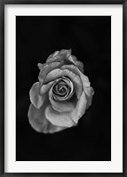 Framed Close-up of a rose