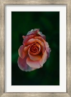 Framed Close-up of a pink rose, Beverly Hills, Los Angeles County, California, USA