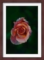 Framed Close-up of a pink rose, Beverly Hills, Los Angeles County, California, USA