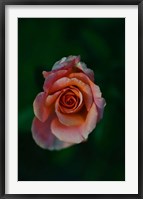 Framed Close-up of a pink rose, Beverly Hills, Los Angeles County, California, USA