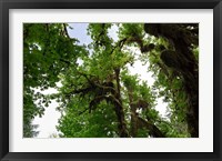 Framed Low angle view of trees in a forest, Hoh Rainforest, Olympic National Park, Washington State, USA