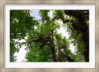 Framed Low angle view of trees in a forest, Hoh Rainforest, Olympic National Park, Washington State, USA