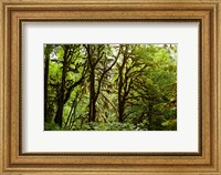 Framed Trees in a Forest, Quinault Rainforest, Olympic National Park, Olympic Peninsula, Washington State