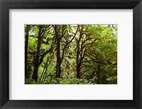 Framed Trees in a Forest, Quinault Rainforest, Olympic National Park, Olympic Peninsula, Washington State