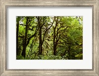 Framed Trees in a Forest, Quinault Rainforest, Olympic National Park, Olympic Peninsula, Washington State