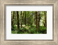 Framed Ferns and Trees, Quinault Rainforest, Olympic National Park, Washington State