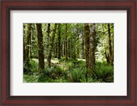 Framed Ferns and Trees, Quinault Rainforest, Olympic National Park, Washington State