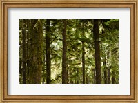 Framed Trees in a forest, Queets Rainforest, Olympic National Park, Washington State, USA