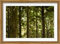 Framed Trees in a forest, Queets Rainforest, Olympic National Park, Washington State, USA