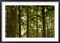 Framed Trees in a forest, Queets Rainforest, Olympic National Park, Washington State, USA