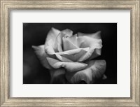 Framed Close-up of a rose, Los Angeles County, California, USA