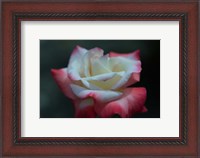 Framed Close-up of a pink and white rose, Los Angeles County, California, USA