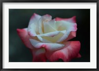 Framed Close-up of a pink and white rose, Los Angeles County, California, USA