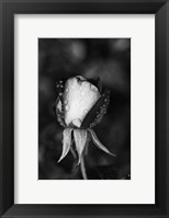 Framed Close-up of a Rose, Glendale, Los Angeles County, California (black and white)