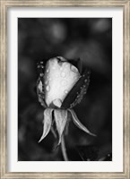 Framed Close-up of a Rose, Glendale, Los Angeles County, California (black and white)