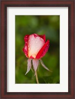 Framed Close-up of a Rose, Glendale, Los Angeles County, California
