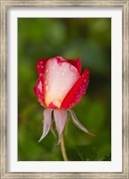 Framed Close-up of a Rose, Glendale, Los Angeles County, California