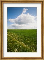 Framed Farm field in springtime, Bergen, Lower Saxony, Germany