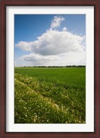 Framed Farm field in springtime, Bergen, Lower Saxony, Germany