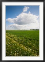 Framed Farm field in springtime, Bergen, Lower Saxony, Germany