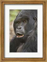 Framed Close-up of a Mountain gorilla (Gorilla beringei beringei), Rwanda