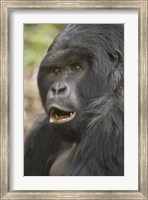 Framed Close-up of a Mountain gorilla (Gorilla beringei beringei), Rwanda
