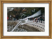 Framed People feeding the gulls in a park, Green Lake Park, Kunming, Yunnan Province, China