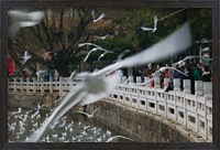 Framed People feeding the gulls in a park, Green Lake Park, Kunming, Yunnan Province, China