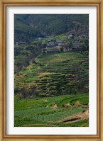 Framed Houses with terraced fields at mountainside, Heqing, Yunnan Province, China