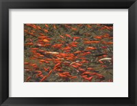 Framed Goldfish (Carassius auratus) swimming in the Yu River Canal, Old Town, Lijiang, Yunnan Province, China