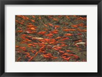 Framed Goldfish (Carassius auratus) swimming in the Yu River Canal, Old Town, Lijiang, Yunnan Province, China