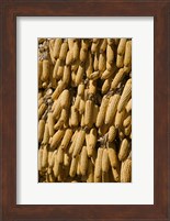 Framed Corn cobs hanging to dry, Baisha, Lijiang, Yunnan Province, China