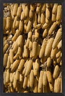 Framed Corn cobs hanging to dry, Baisha, Lijiang, Yunnan Province, China