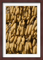 Framed Corn cobs hanging to dry, Baisha, Lijiang, Yunnan Province, China