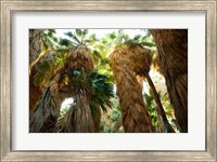 Framed Low angle view of palm trees, Palm Springs, Riverside County, California, USA