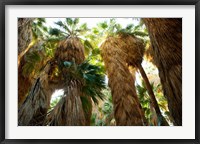 Framed Low angle view of palm trees, Palm Springs, Riverside County, California, USA