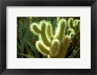 Framed Cactus in sunlight