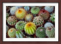 Framed Close-up of multi-colored Cacti
