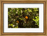 Framed Orange trees in an orchard, Santa Paula, Ventura County, California, USA